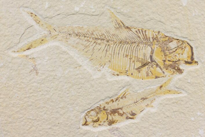 Fossil Fish (Diplomystus) - Green River Formation #150674